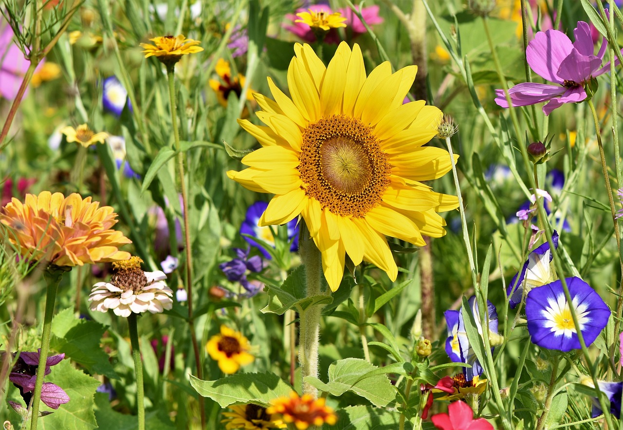 Wildflower meadow